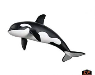 Ballena Orca negra